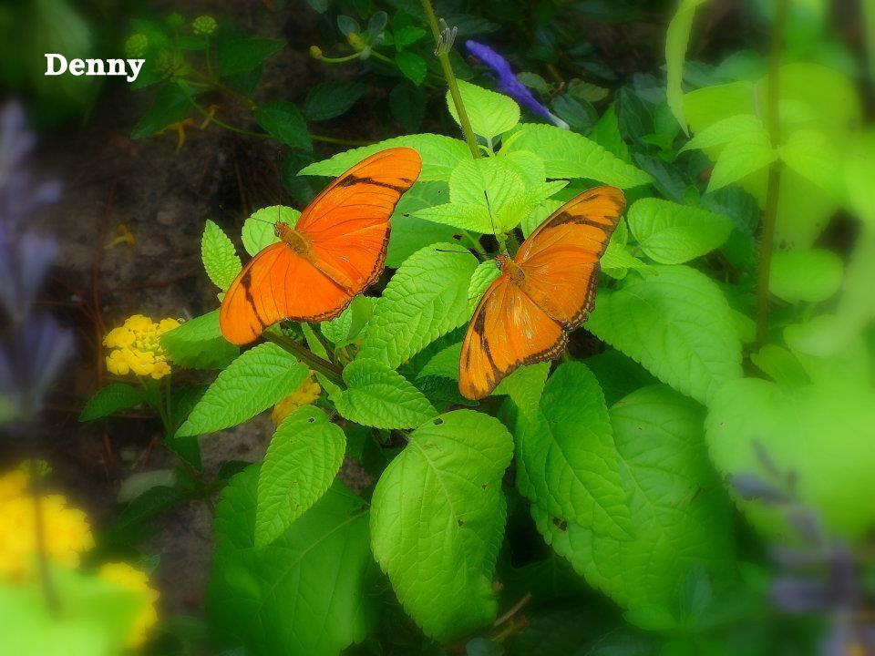 Butterfly, Epcot Butterflies, Epcot Butterfly Garden